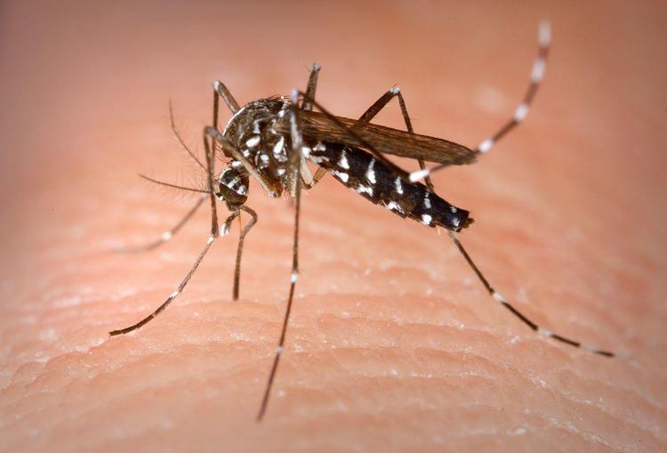 Virus West Nile, le raccomandazioni del Dipartimento di Prevenzione