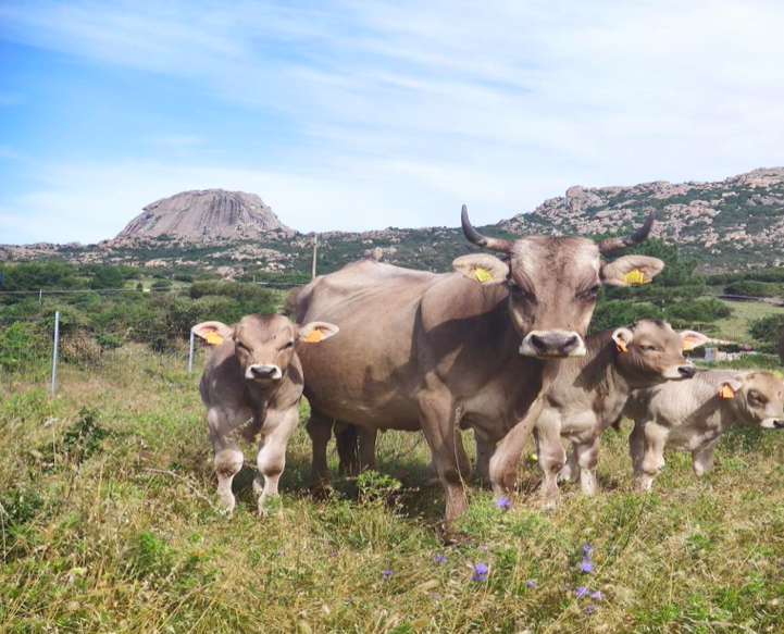 Sanità veterinaria e carni bovine: un seminario il 12 luglio