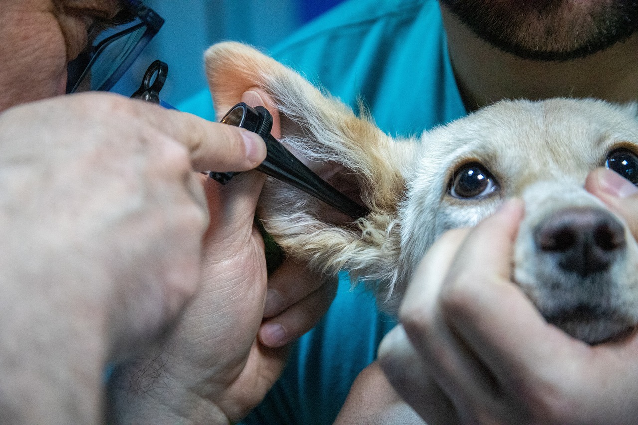 Mobilità per la copertura di due posti di Dirigente Veterinario