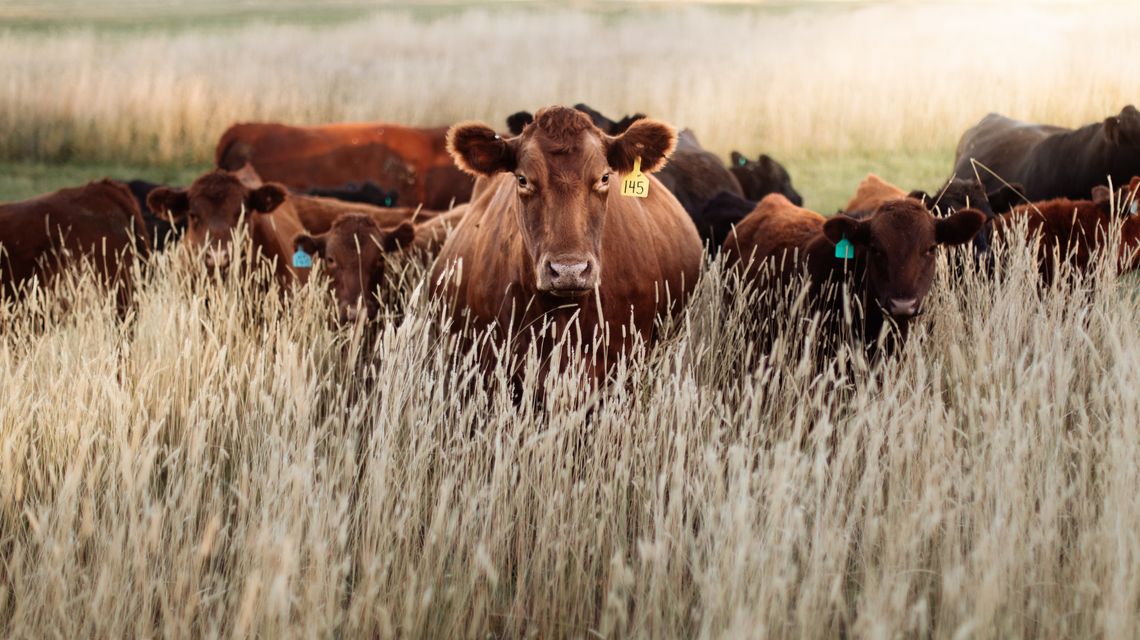 Dermatite bovina, il Tar respinge l’istanza contro l’abbattimento