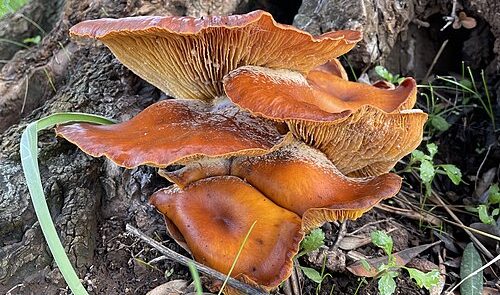 Tempio Pausania, due donne intossicate dal “fungo dell’ulivo”